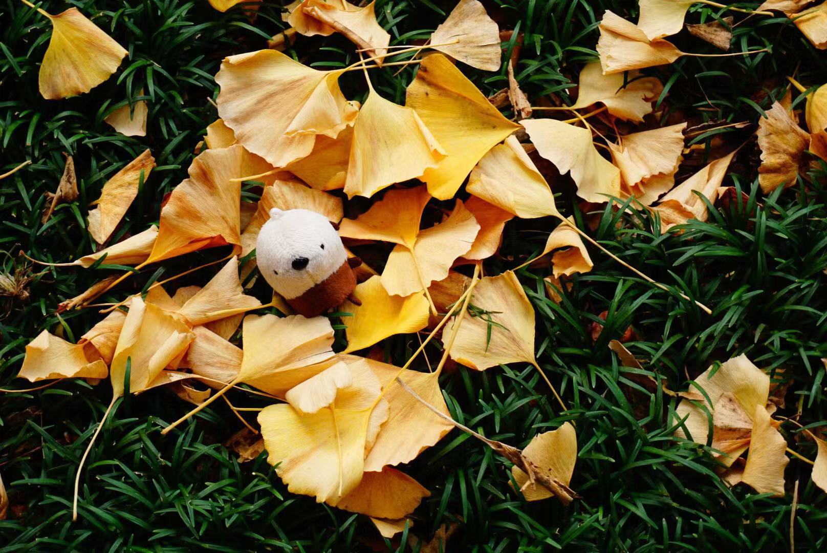 在日本黑工护照过期了怎么回国,日本留学生护照丢失可以回国吗