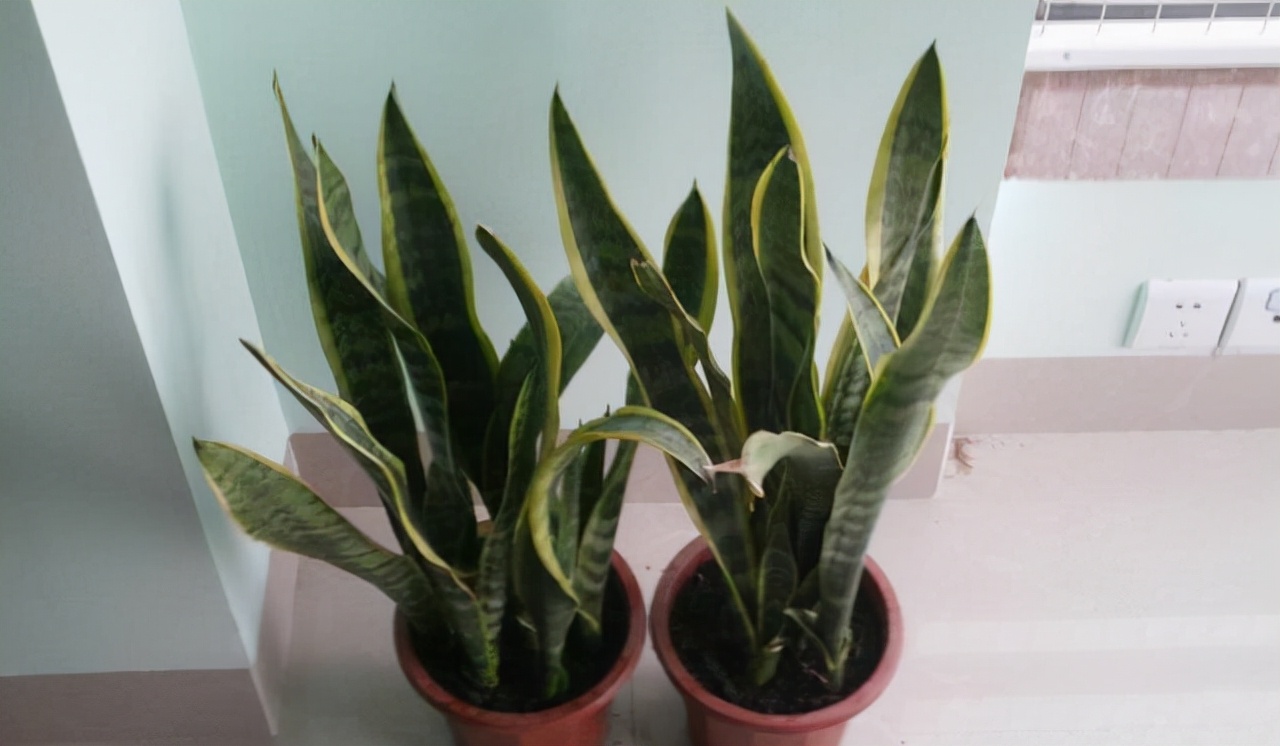 吸甲醛的绿植好养排名,吸甲醛好养活的绿植排名