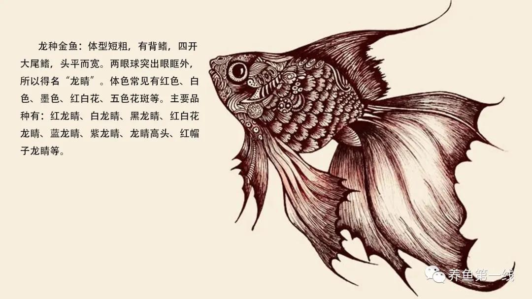 金鱼常见的品种可以分成哪五大类,金鱼品种大全及图释