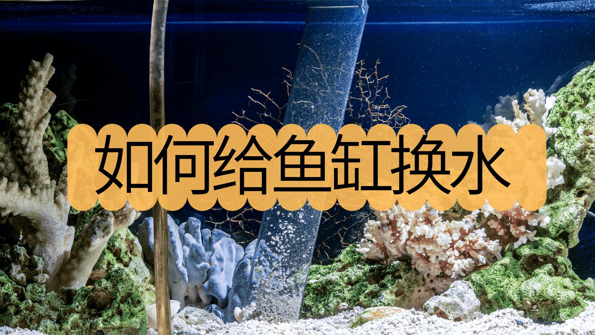 免换水生态鱼缸,如何给鱼缸换水
