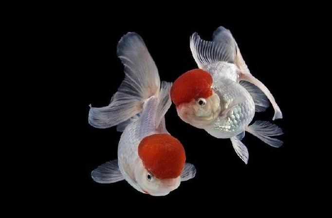 金鱼怎么预防寄生虫,金鱼体内寄生虫用什么药