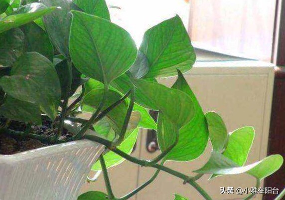 绿萝几个月没有浇水根部发黑,绿萝叶子蔫了变软发黑是什么原因