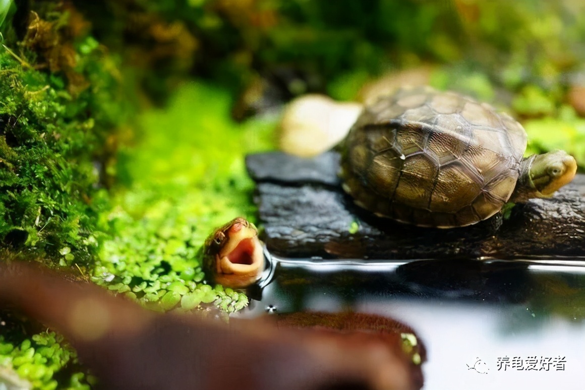 龟的饲养方法与注意事项,饲养小龟需要注意的事项及技巧