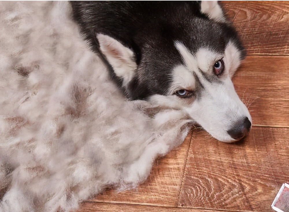 为什么狗狗不能吃盐,狗狗到底能不能吃咸的食物