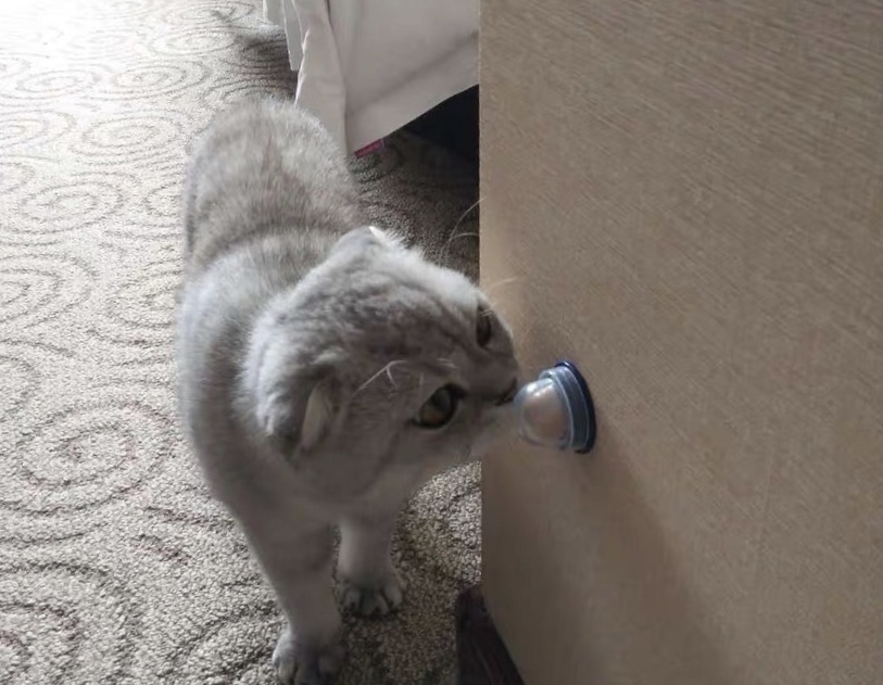 猫咪为什么对糖感兴趣,猫咪能尝到甜味吗