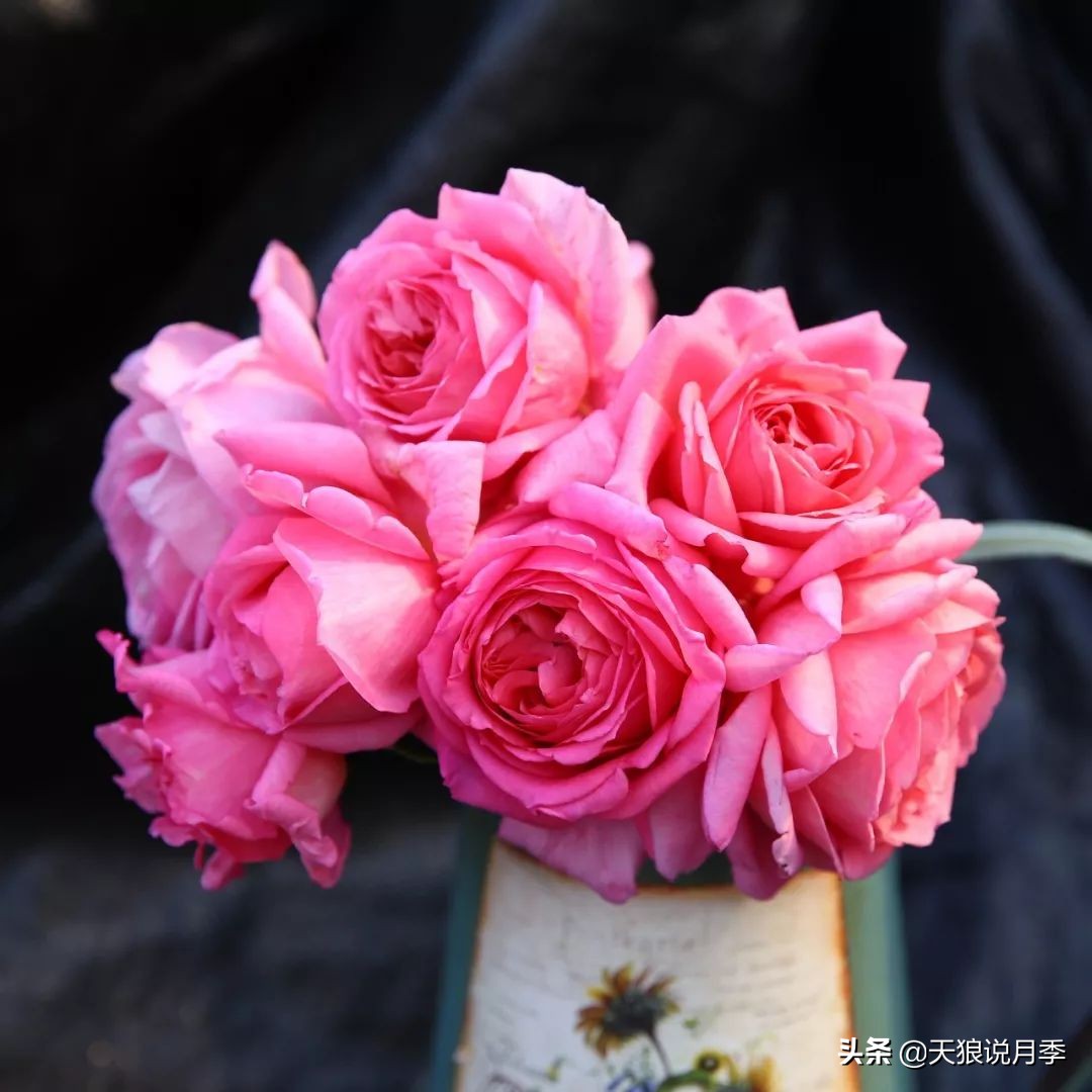 4月最浪漫的一次花开，是171个低价月季小苗带来的巅峰时刻！