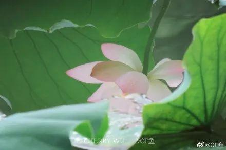 广州有荷花的地方,广州周边的荷花景点推荐