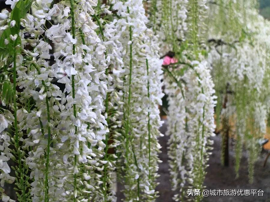 紫藤挂云木花蔓宜阳春下一句,紫藤挂云木花蔓宜阳春整首诗
