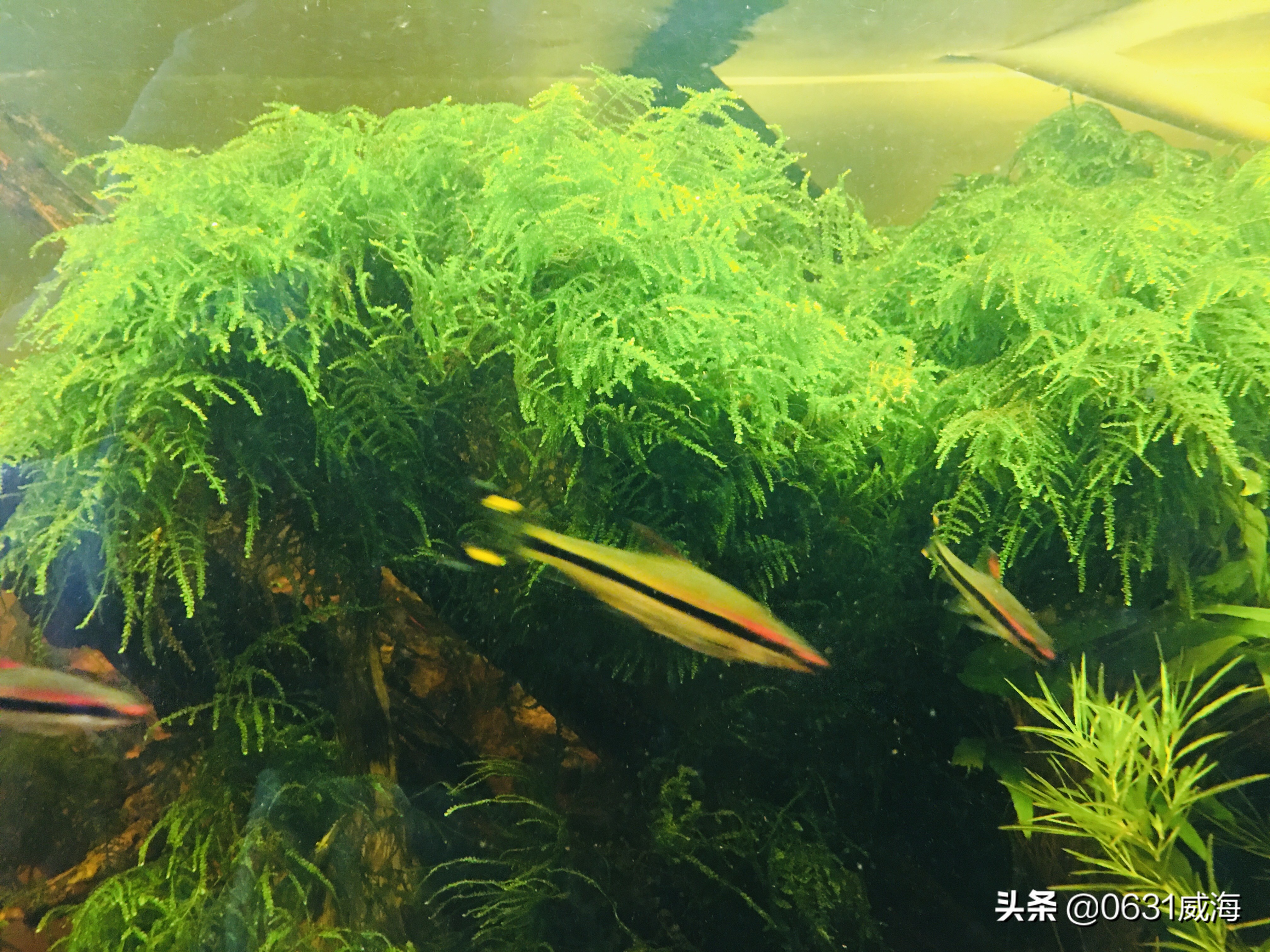 硝化细菌附在滤材是什么状态,为什么硝化细菌会附着在滤材上