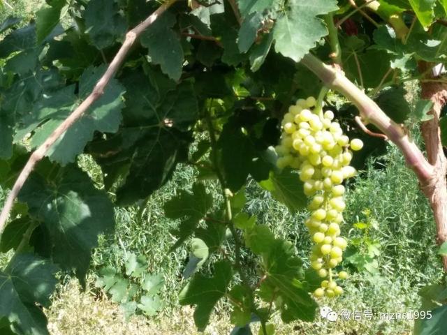 去库木塔格沙漠的感受,去新疆库木塔格沙漠最佳时间