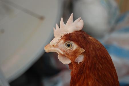 鸡白冠病的危害,鸡白冠病