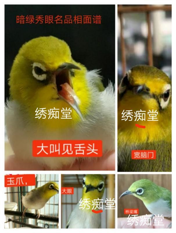 暗绿绣眼鸟属于保护动物吗,南方暗绿绣眼鸟哪种好