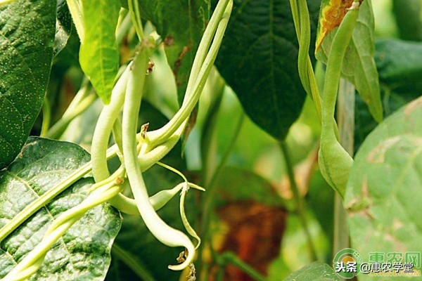 豆角僵苗原因,豆角僵苗快速恢复