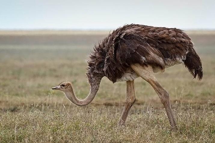 鸵鸟遇到危险为什么把头埋到土里,鸵鸟遇到危险时是怎么躲避的