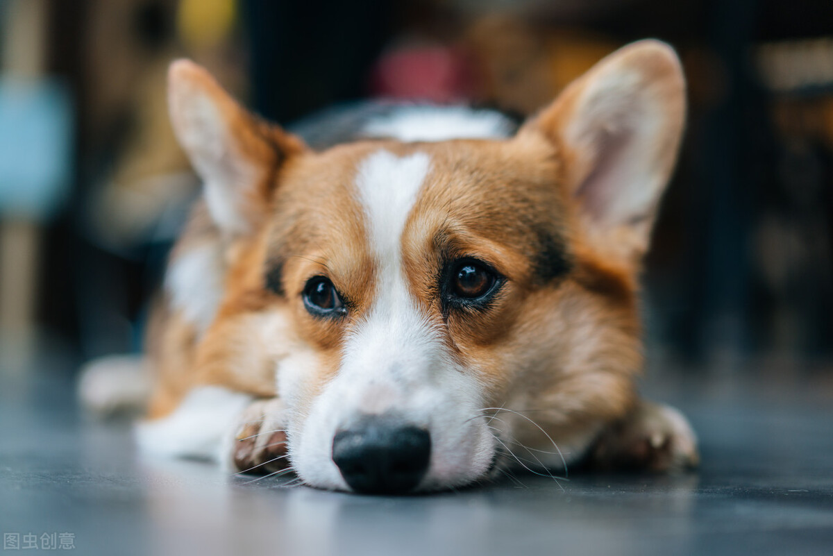 买回来的狗狗一天到晚狂吠不止，你的胡乱操作会把他变成流浪狗