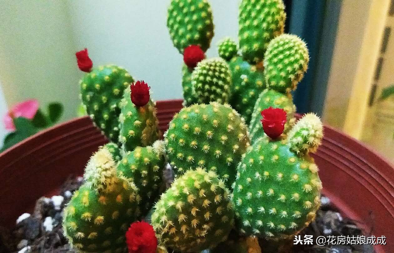 花盆里放泡沫能预防积水吗,花盆太深在底下放泡沫可以吗