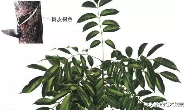 蜂蜡树蜡的区别,木蜡和蜂蜡哪个好