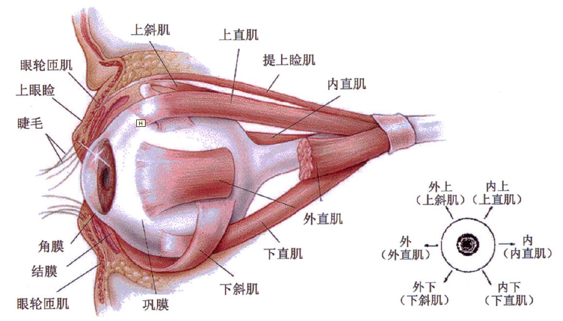 如何预防原发性直立性低血压,直立性低血压发病机制