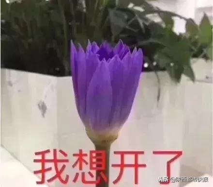 冲鸭表情包动图gif,冲鸭给我冲冲冲表情包