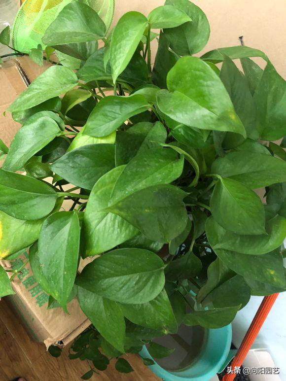 绿萝黄叶加什么改善,绿萝有黑斑点和黄叶怎么补救