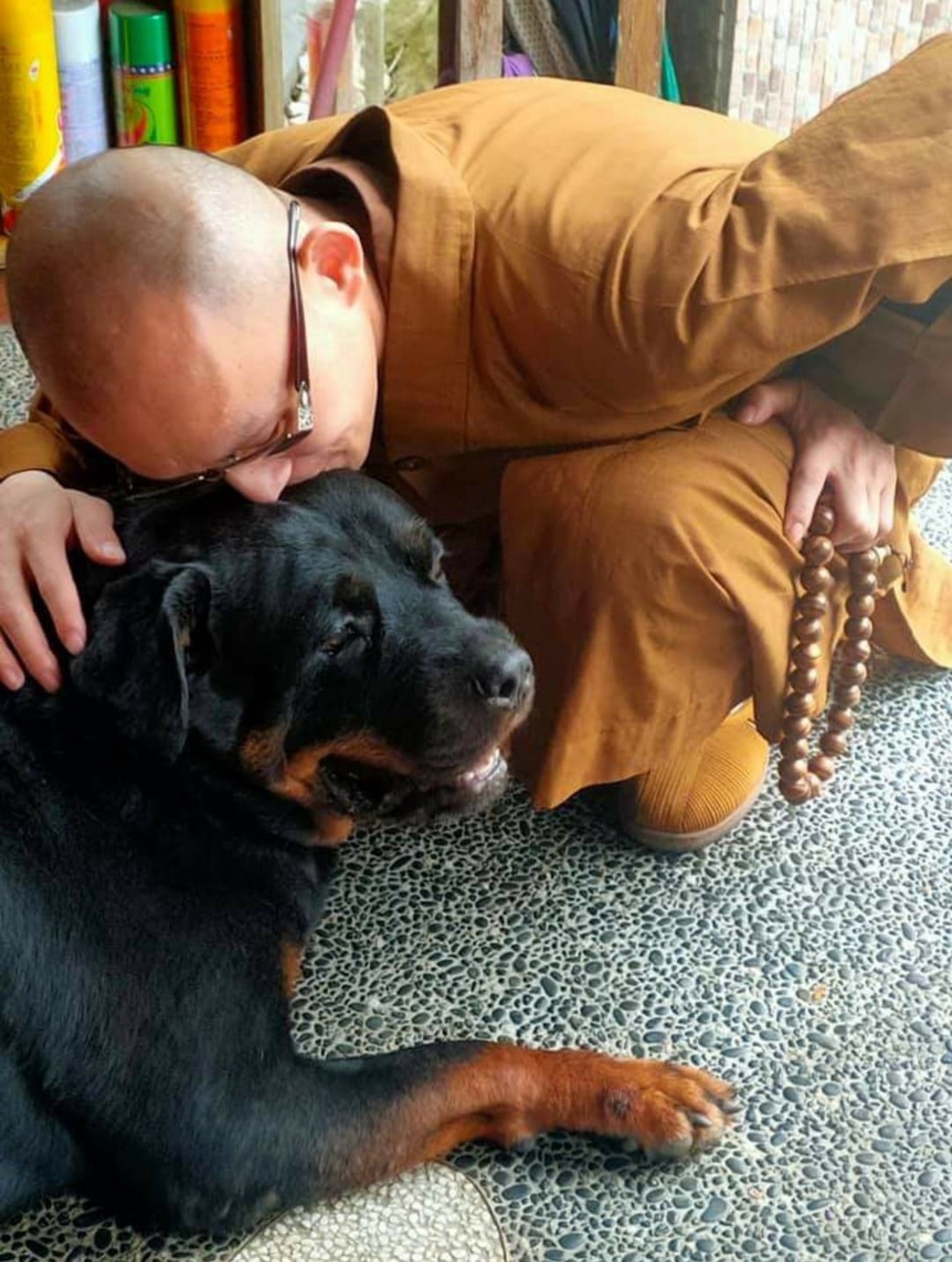 罗威纳成为奶奶的拐杖,120斤罗威纳犬视频