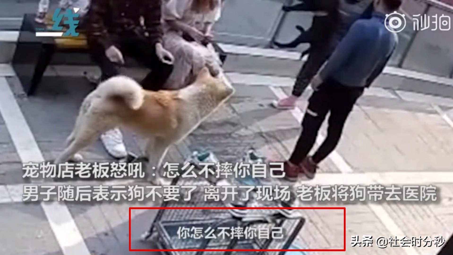 老人将小狗暴力摔打致死事件,男子情绪失控怒摔小狗