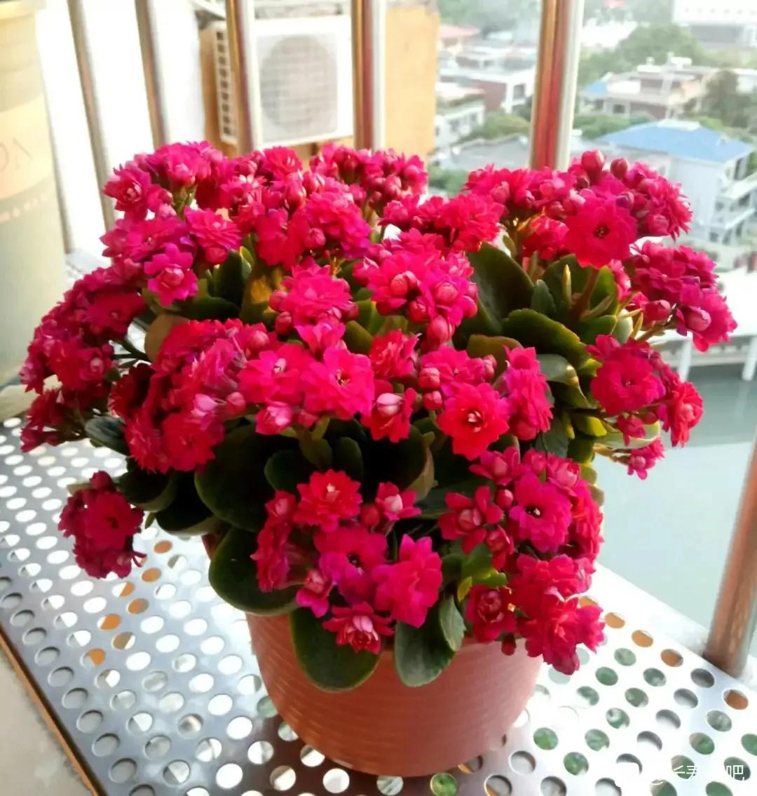 单瓣长寿花品种大全图,长寿花单瓣最好看的品种