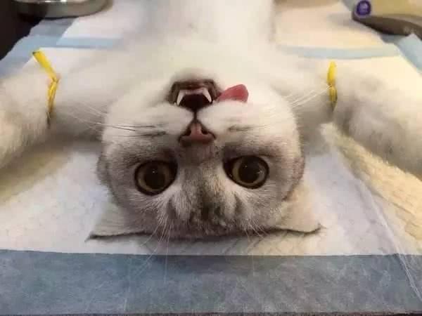 猫咪绝育麻醉多久恢复正常行走,猫咪做绝育手续前后注意什么