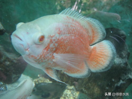 养地图鱼可以不打氧吗,地图鱼最佳饲养温度