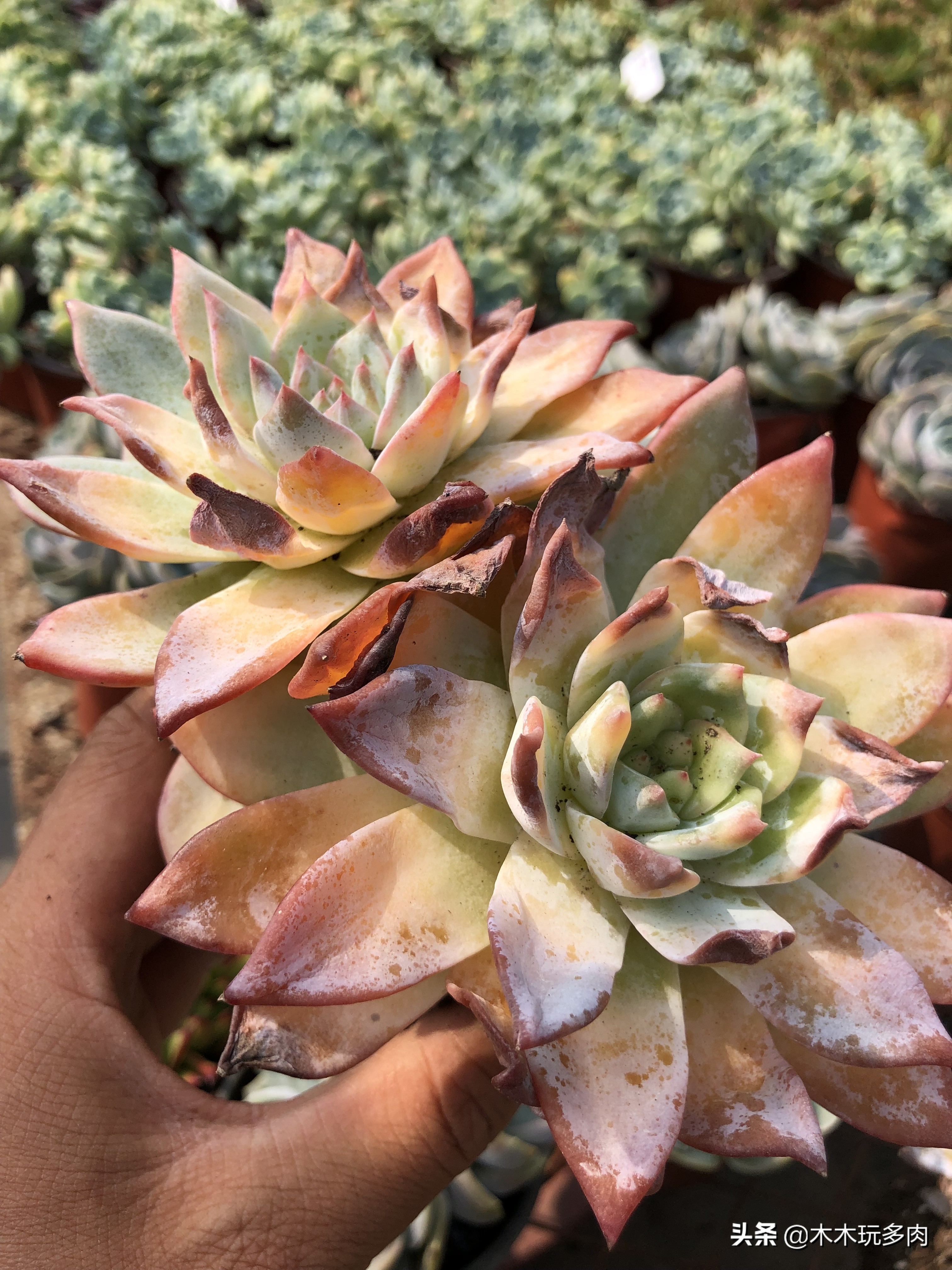 预防多肉化水用的药,多肉防止化水的药