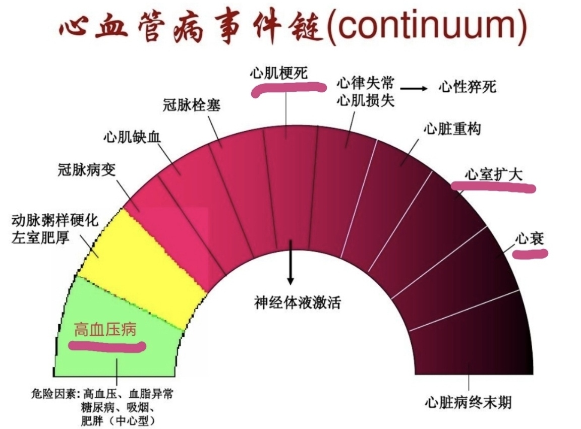 螺内酯治急性心衰,螺内酯功效及副作用