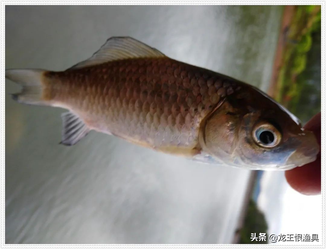 天鲫腥香评测,天鲫通杀钓鲫鱼