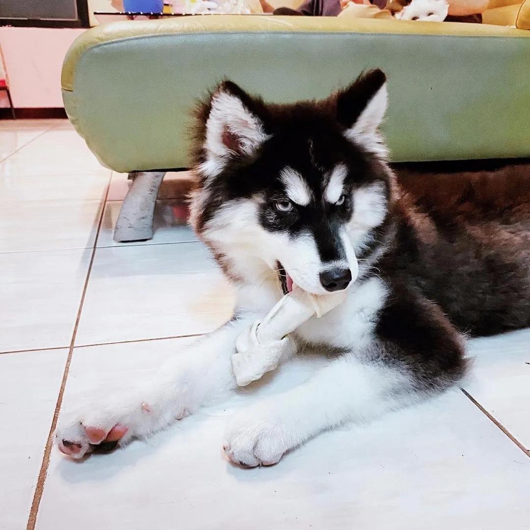 狗狗吃错药了应该给他吃什么药,不小心吃了狗的驱虫药会怎么样