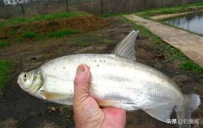 野钓除了蚯蚓用什么饵,野钓用什么活饵最好