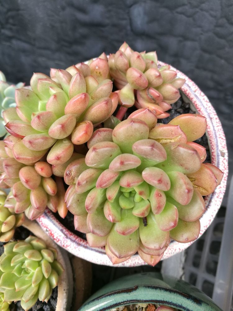 误打误撞的多肉情缘,带我走进多肉小世界!