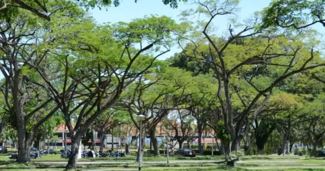 新加坡人口密度大却不拥挤,新加坡和香港哪个人口密度大