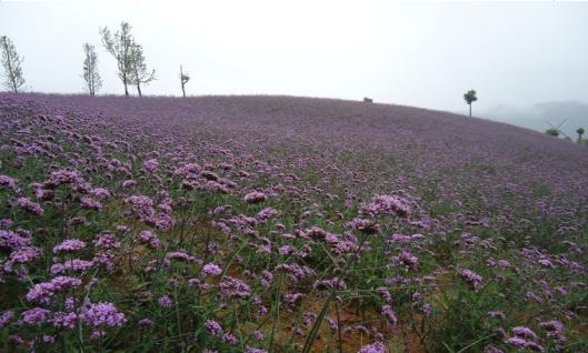 遵义最美乡村旅游图,遵义周边乡村旅游的地方