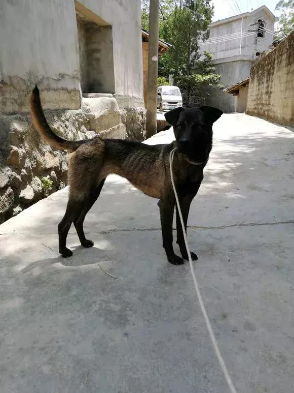 最烈的青川犬,最好的青川犬