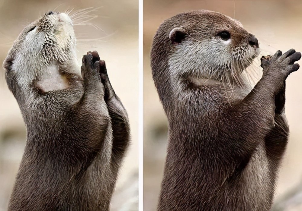 新加坡打架最惨烈的一次,新加坡出租车司机种族冲突