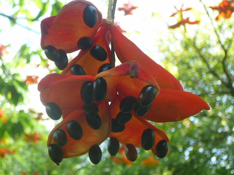 野生凤眼果图片,广西凤眼果