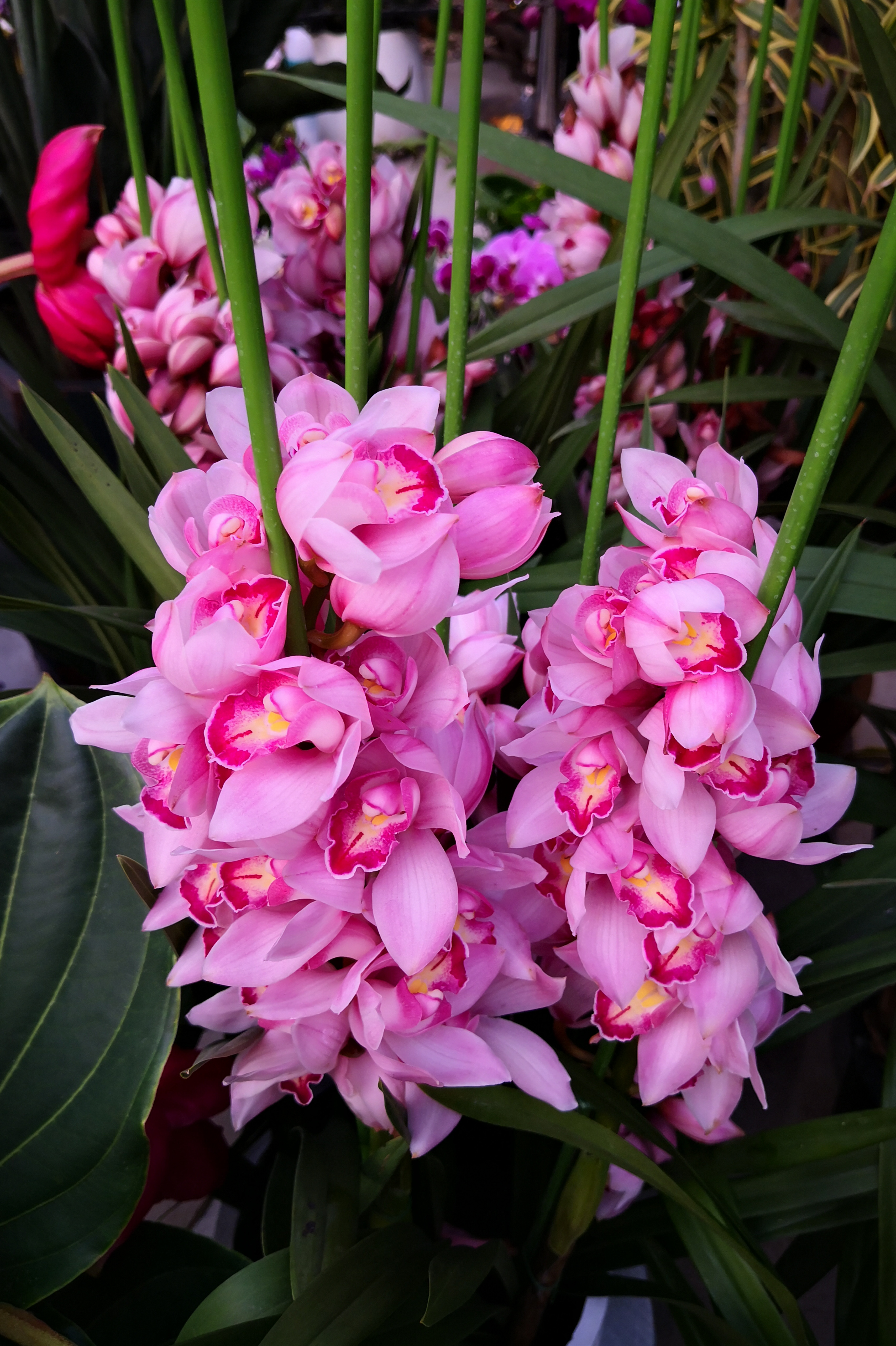 东营最大的花卉批发市场在哪里,东营地区哪里有花卉市场