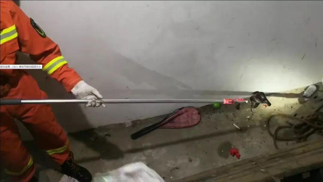 江西有60多种蛇，12种剧毒蛇，小心它们！