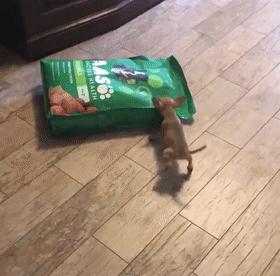 这只狗狗吃不到好吃的居然要和主人拼命，哈哈