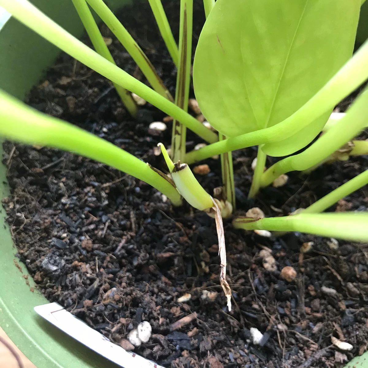 绿萝喜阴还是喜阳光好养些,绿萝喜阳还是喜阴喜干还是喜湿