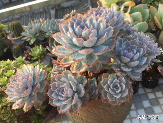 蓝石莲能露养吗,蓝石莲的养殖方法和注意事项