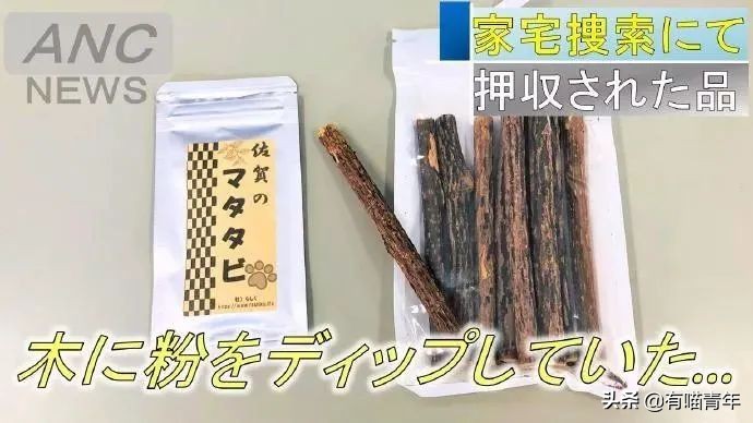 橘猫被抓警察局,肥猫被警察带走判刑