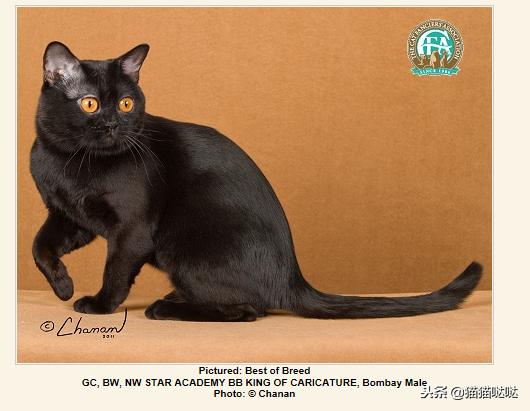 养猫新手买猫注意什么,新手养猫和买猫的注意事项