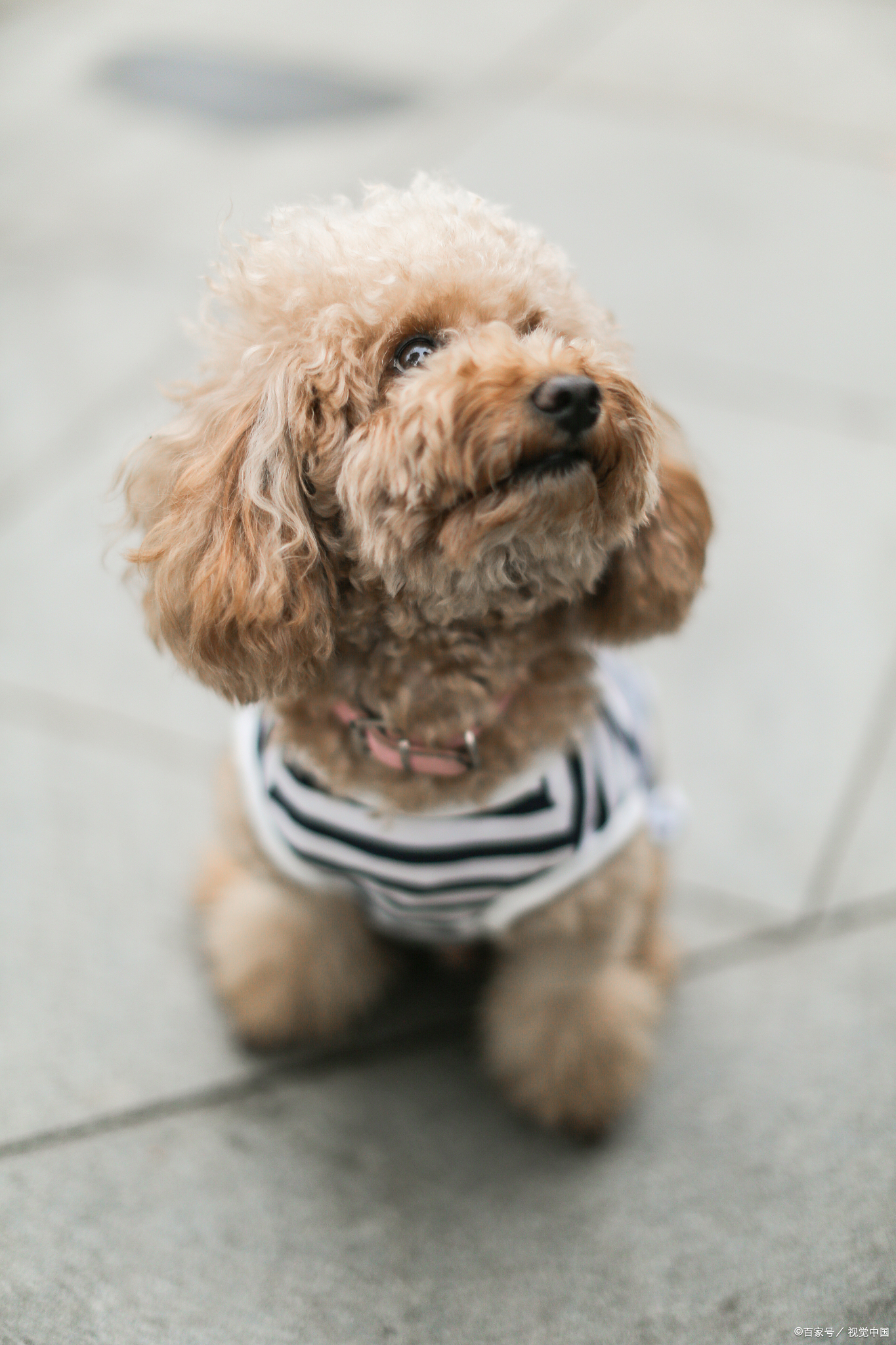 2个月的泰迪不爱动总睡觉正常吗,泰迪夏天没精神怎么回事