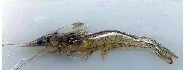 对虾吃不上料怎么处理,对虾摄食不好怎么回事