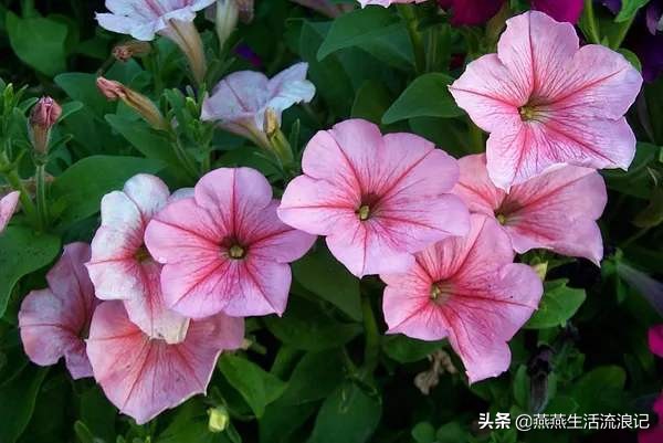 养花常识富贵竹,牵牛花的养花小技巧